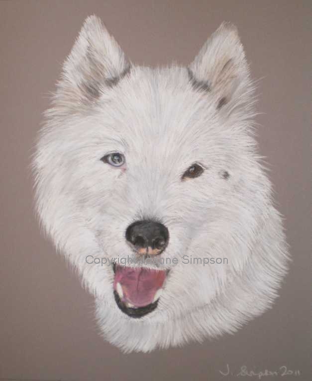 Siberian Husky pet portrait by Joanne Simpson